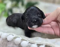 Twink, a female Cavapoo for sale in Galena, MO – 4 of 4