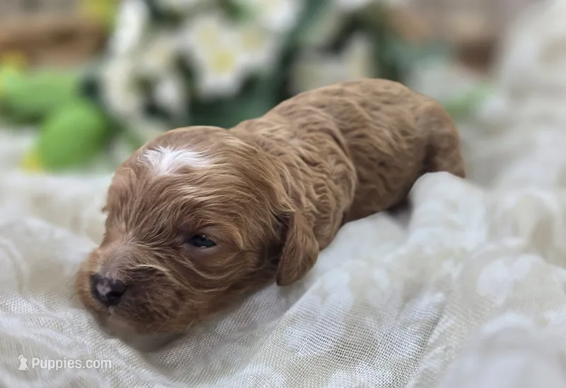 Rollypolly – Cavapoo puppy for sale in Galena, MO