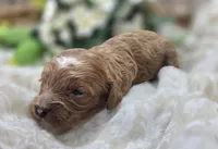 Rollypolly, a female Cavapoo for sale in Galena, MO – 1 of 5