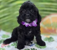 Twink, a female Cavapoo for sale in Galena, MO – 2 of 8