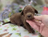 Milan, a male Cockapoo for sale in Galena, MO – 1 of 5