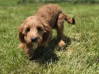 Glacier, a male Cavapoo for sale in Galena, MO – 1 of 8