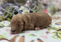 Cashmere, a male Cockapoo for sale in Galena, MO – 4 of 5