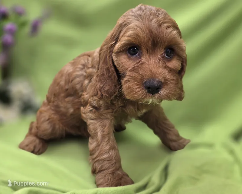 Poppy – Cockapoo puppy for sale in Galena, MO
