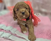 Denali, a male Cavapoo for sale in Galena, MO – Photo 6 of 10