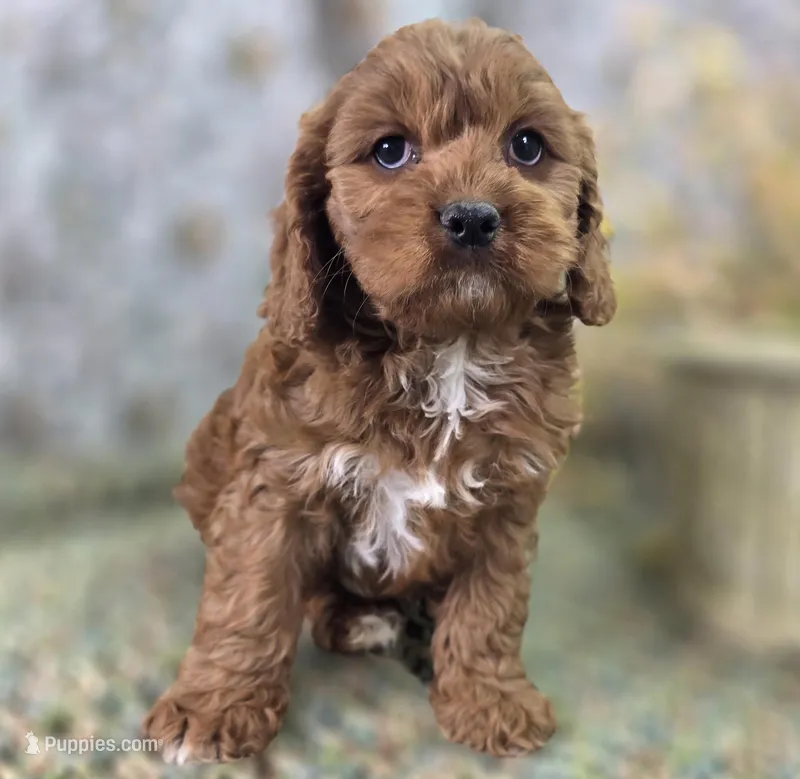 Denali – Cavapoo puppy for sale in Galena, MO