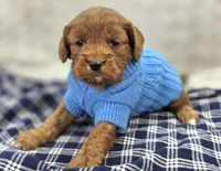 Denali, a male Cavapoo for sale in Galena, MO – Photo 4 of 10