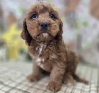 Denali, a male Cavapoo for sale in Galena, MO – Photo 9 of 9