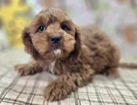 Denali, a male Cavapoo for sale in Galena, MO – Photo 6 of 9