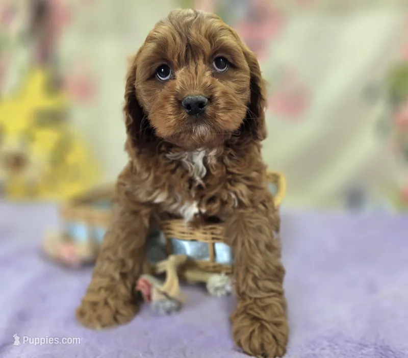 Denali – Cavapoo puppy for sale in Galena, MO