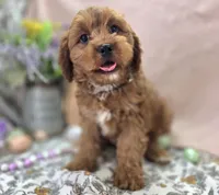 Denali, a male Cavapoo for sale in Galena, MO – Photo 3 of 9