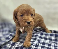 Denali, a male Cavapoo for sale in Galena, MO – Photo 2 of 10