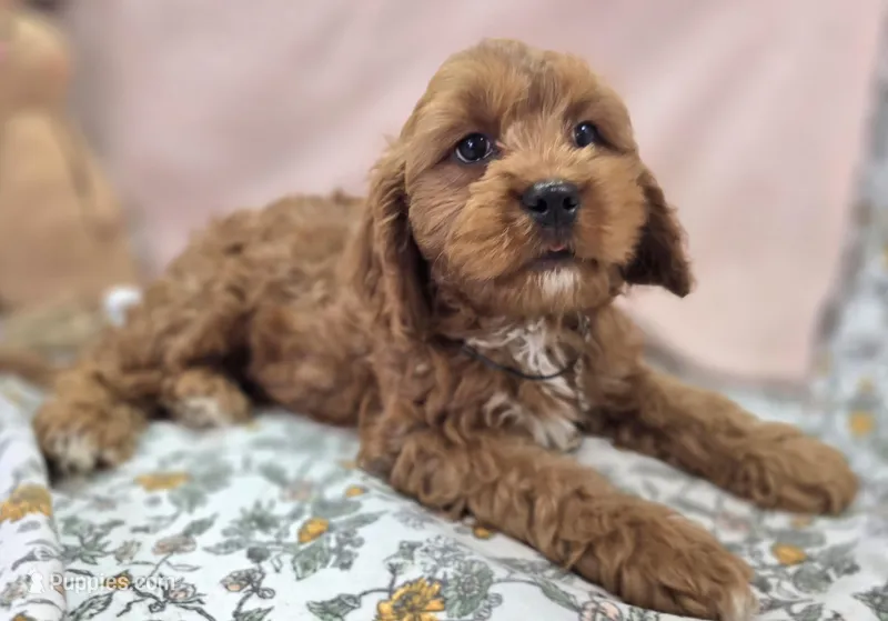 Denali – Cavapoo puppy for sale in Galena, MO