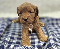 Denali, a male Cavapoo for sale in Galena, MO – Photo 1 of 10