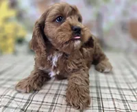 Denali, a male Cavapoo for sale in Galena, MO – Photo 7 of 9
