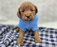 Denali, a male Cavapoo for sale in Galena, MO – Photo 5 of 10