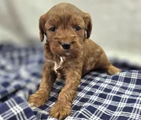 Denali, a male Cavapoo for sale in Galena, MO – Photo 3 of 10