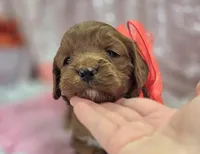 Denali, a male Cavapoo for sale in Galena, MO – Photo 8 of 10