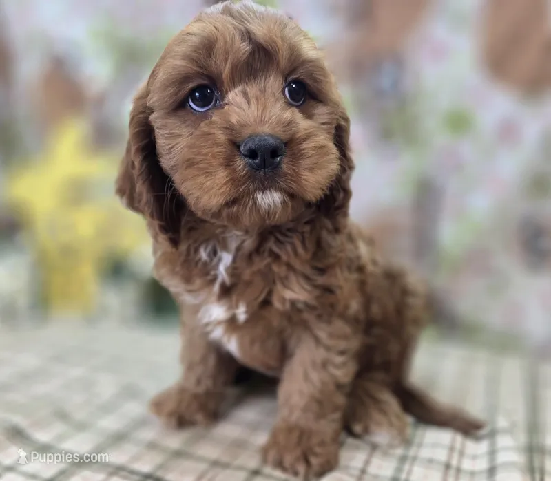 Denali – Cavapoo puppy for sale in Galena, MO