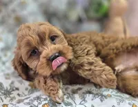 Denali, a male Cavapoo for sale in Galena, MO – Photo 4 of 9