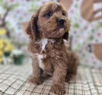 Denali, a male Cavapoo for sale in Galena, MO – Photo 8 of 9