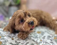 Denali, a male Cavapoo for sale in Galena, MO – Photo 2 of 9