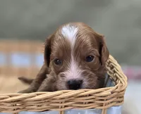 Sonic, a male Cavapoo for sale in Galena, MO – 5 of 7