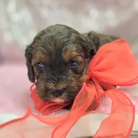 Nebula, a female Cockapoo for sale in Galena, MO – Photo 8 of 10
