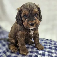 Nebula, a female Cockapoo for sale in Galena, MO – Photo 1 of 10