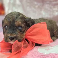 Nebula, a female Cockapoo for sale in Galena, MO – Photo 10 of 10