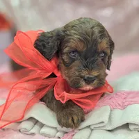 Nebula, a female Cockapoo for sale in Galena, MO – Photo 9 of 10