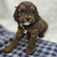 Nebula, a female Cockapoo for sale in Galena, MO – Photo 2 of 10