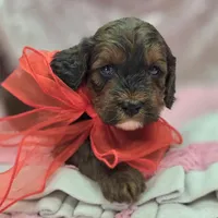 Nebula, a female Cockapoo for sale in Galena, MO – Photo 6 of 10