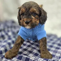 Nebula, a female Cockapoo for sale in Galena, MO – Photo 3 of 10