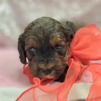 Nebula, a female Cockapoo for sale in Galena, MO – Photo 7 of 10
