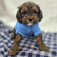 Nebula, a female Cockapoo for sale in Galena, MO – Photo 4 of 10