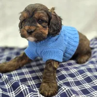 Nebula, a female Cockapoo for sale in Galena, MO – Photo 5 of 10