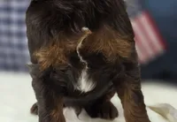 Meeko, a male Cockapoo for sale in Galena, MO – 6 of 10