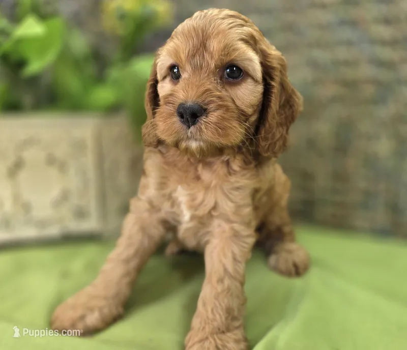 Sprout – Cockapoo puppy for sale in Galena, MO
