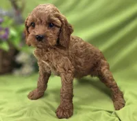 Nigel, a male Cockapoo for sale in Galena, MO – 2 of 8