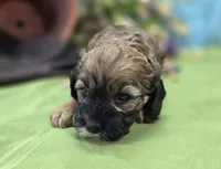 Magi Lune, a female Cockapoo for sale in Galena, MO – 5 of 6