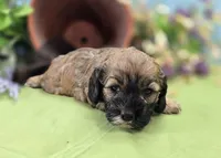 Magi Lune, a female Cockapoo for sale in Galena, MO – 3 of 6
