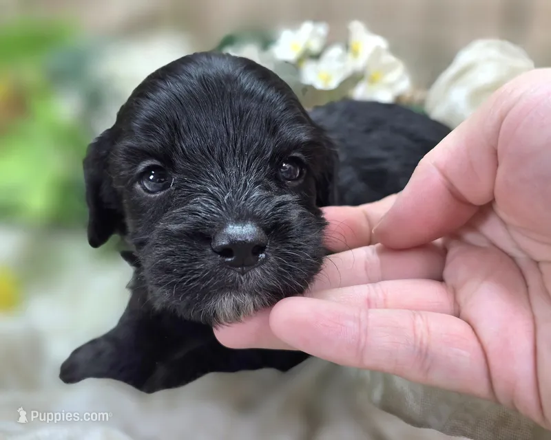 Trigger – Cavapoo puppy for sale in Galena, MO