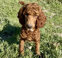 Spankie, a male Poodle - Miniature  for sale in Galena, MO – 5 of 8