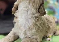 Knotty, a male Cockapoo for sale in Galena, MO – 7 of 7