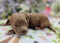 Nigel, a male Cockapoo for sale in Galena, MO – 4 of 5