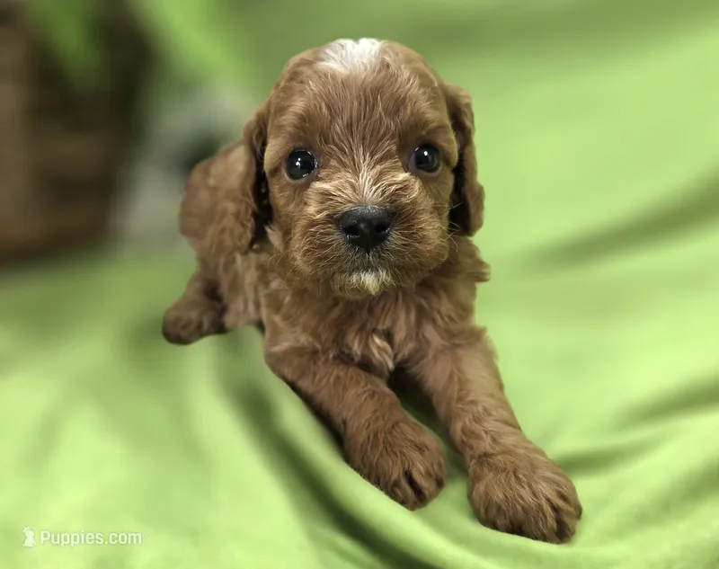 Rollypolly – Cavapoo puppy for sale in Galena, MO