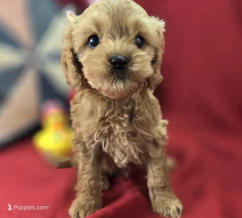 Girdle – Cockapoo puppy for sale in Galena, MO