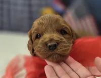 Cherry, a male Cockapoo for sale in Galena, MO – 3 of 5