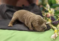 Daffodil, a female Cockapoo for sale in Galena, MO – 5 of 6